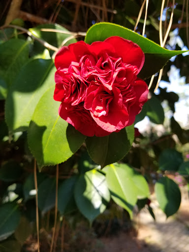 A vibrant red flower nestled among green leaves, showcasing the beauty of nature.