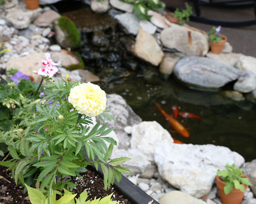 A serene garden scene featuring colorful flowers and koi swimming in a tranquil pond.