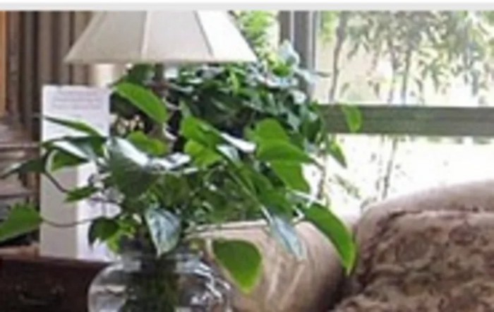 A cozy living room with a lush indoor plant next to a lamp by the window.