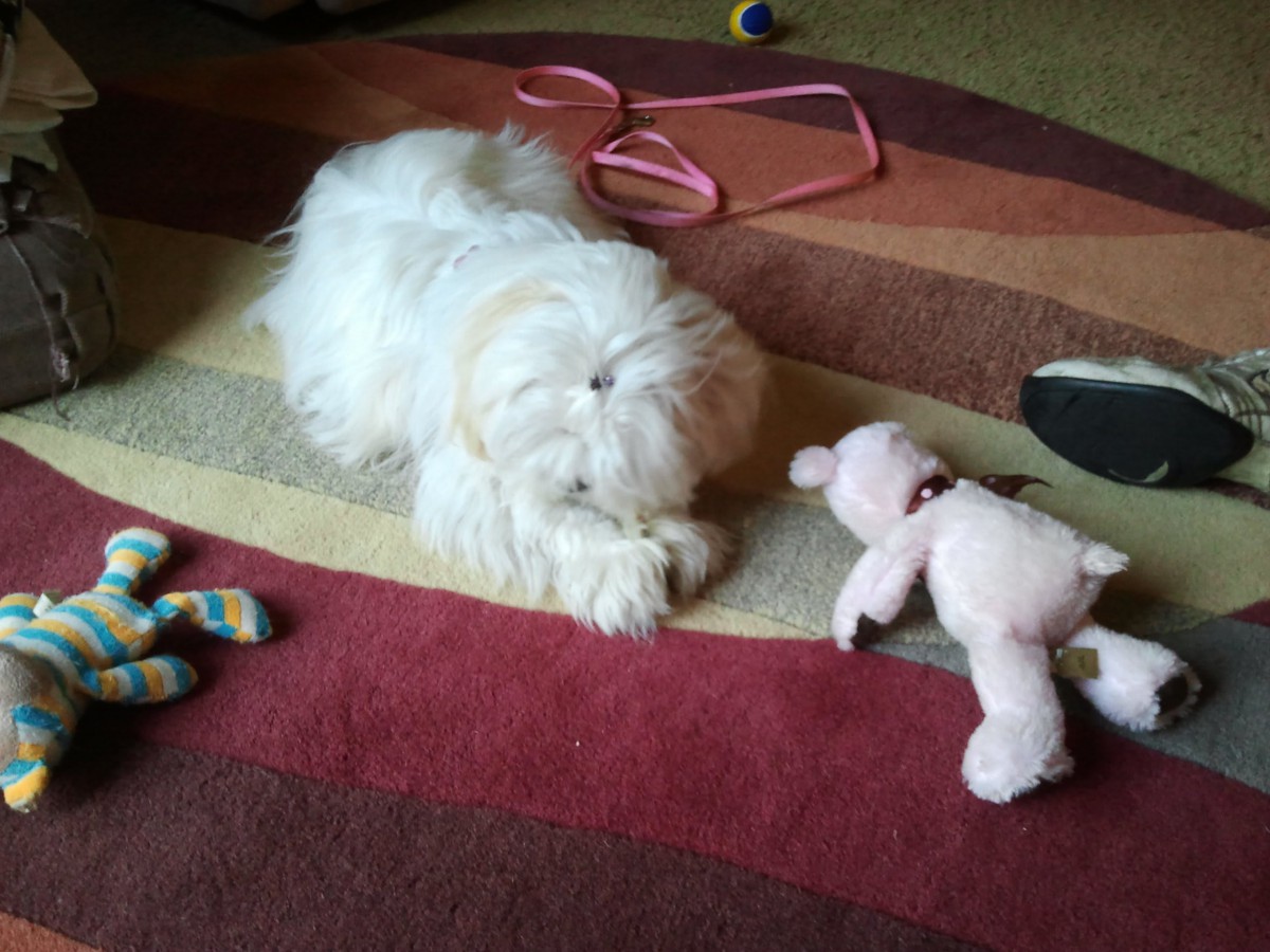 A fluffy white puppy playing with a pink toy on a colorful carpet.