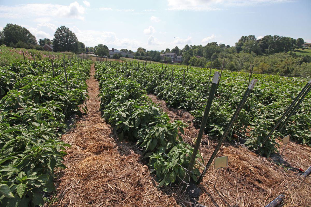 A sprawling agricultural field with rows of plants growing under the sun.