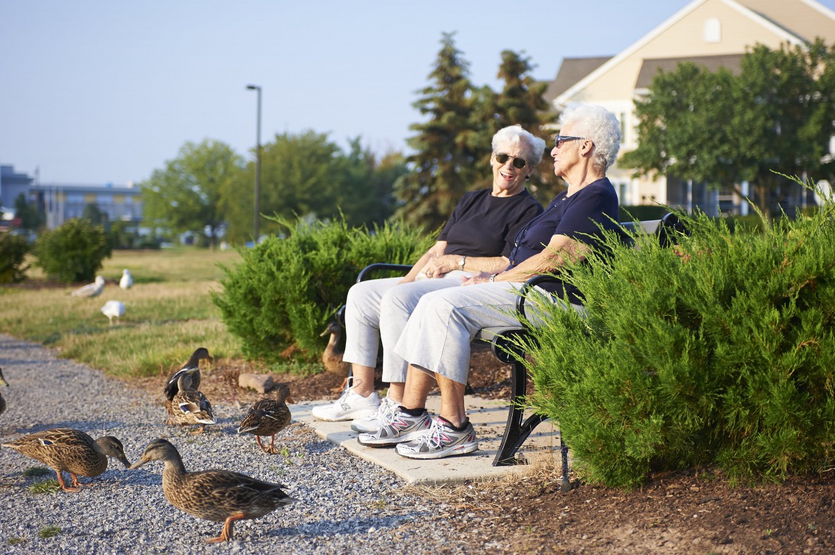Two elderly people sitting on a park bench enjoying the outdoors with ducks nearby.