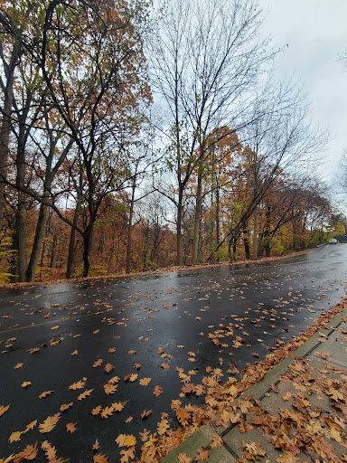 A serene road surrounded by trees in their autumn glory, with leaves scattered on a rain-washed surface.