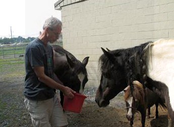 A person is feeding two horses outdoors with a red bucket.