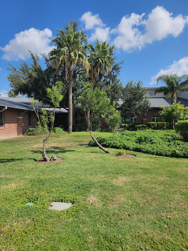 A sunny garden view featuring lush greenery and palm trees.
