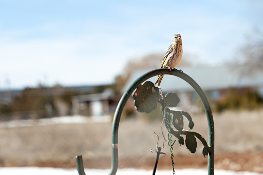 A bird perched gracefully on a decorative pole against a clear blue sky.
