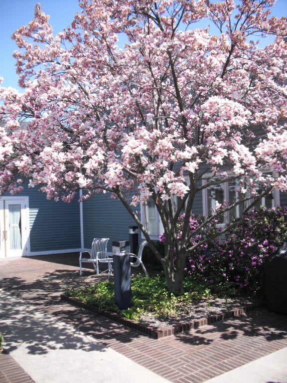 A beautiful cherry blossom tree in full bloom on a sunny day.
