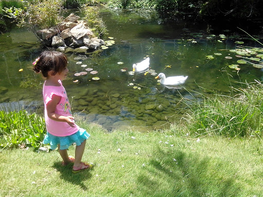 A child enjoys a sunny day by the pond, watching ducks swim.