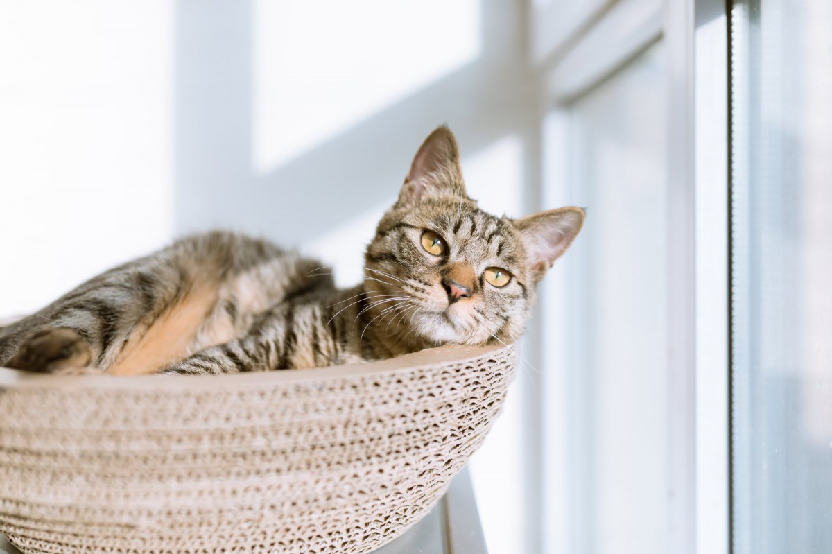 A tabby cat relaxing on a sunny spot indoors.