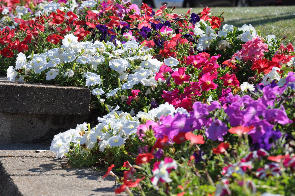 A vibrant display of colorful petunias in a garden setting.