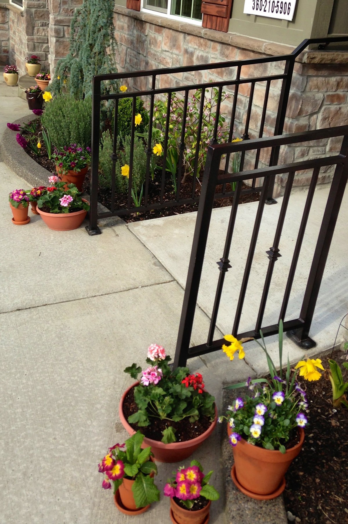 A small garden with tulips and potted plants along a sidewalk adjacent to a black iron fence.