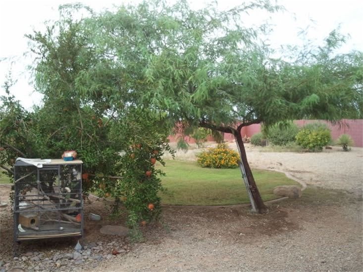 A tree with a slanted trunk in a garden setting.