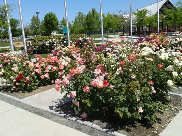 A vibrant rose garden with various colored blooms lining a walkway on a sunny day.