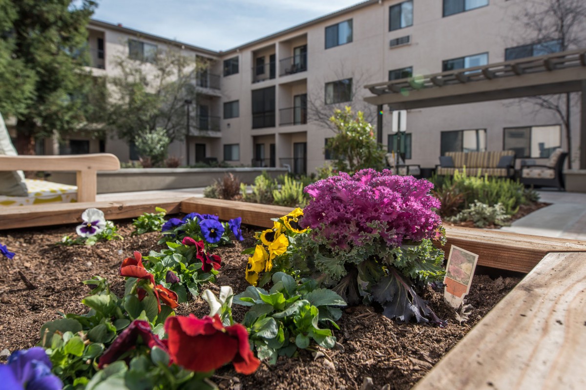 A vibrant garden with colorful flowers in the courtyard of an apartment building.