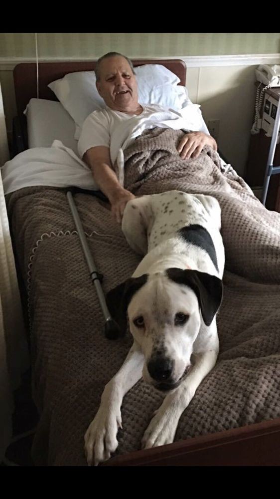 A dog lying on a bed beside a person who appears to be resting.