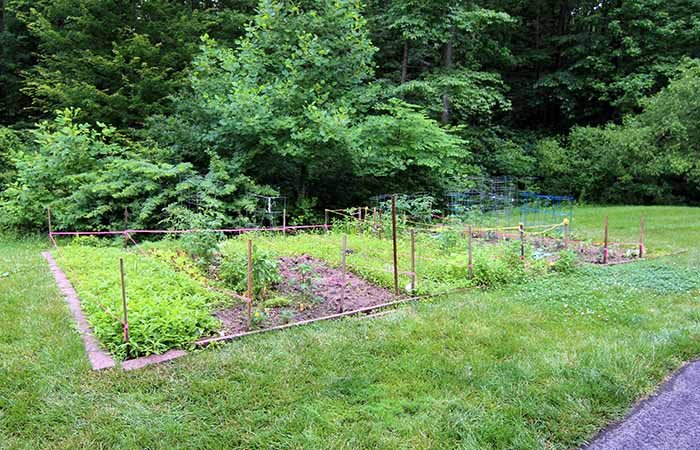 A lush vegetable garden surrounded by greenery and a wooden fence.