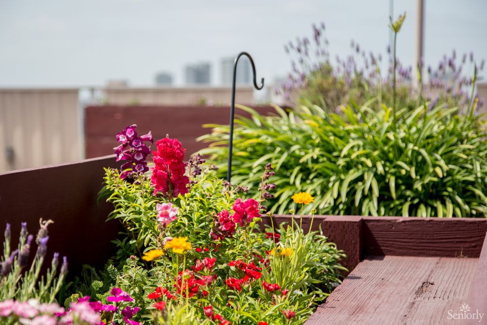 A vibrant rooftop garden filled with colorful flowers and greenery.