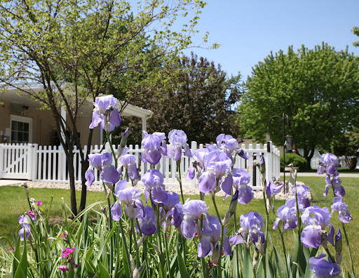 A beautiful display of purple irises blooming in a sunny garden.