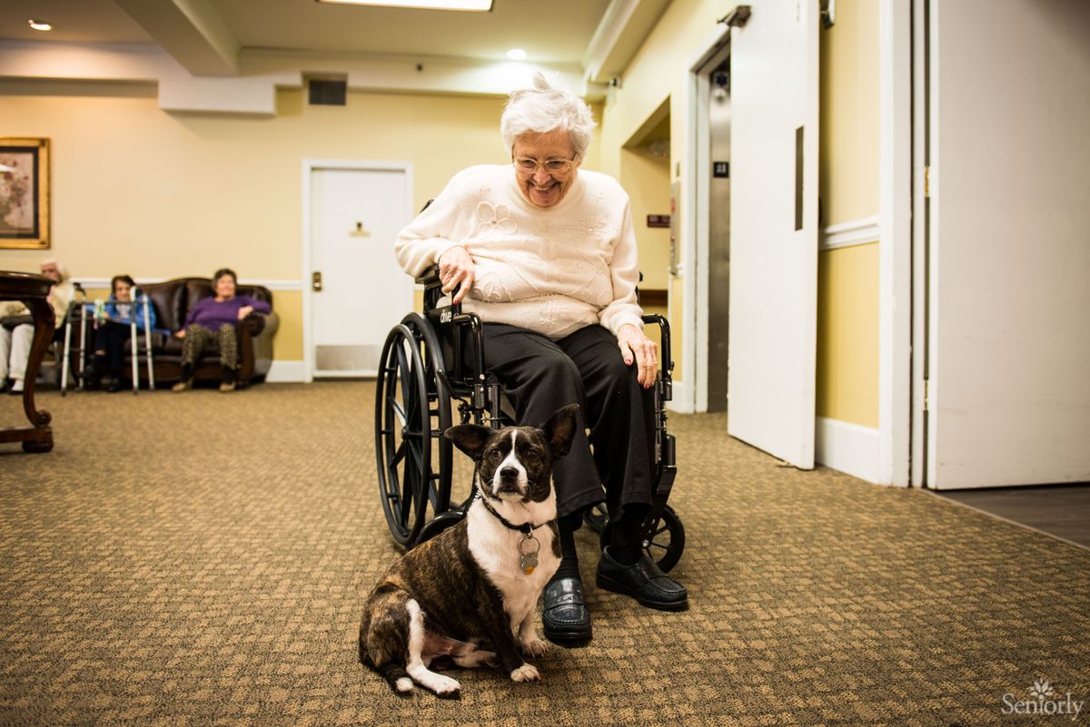 An elderly person in a wheelchair enjoys the company of a dog in an assisted living facility.