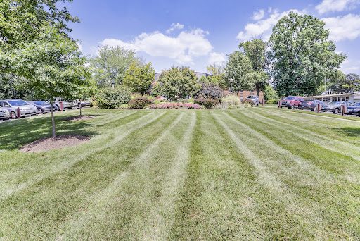 A beautifully manicured lawn showcasing neat stripes of freshly cut grass, bordered by vibrant trees and flowering bushes under a bright blue sky.