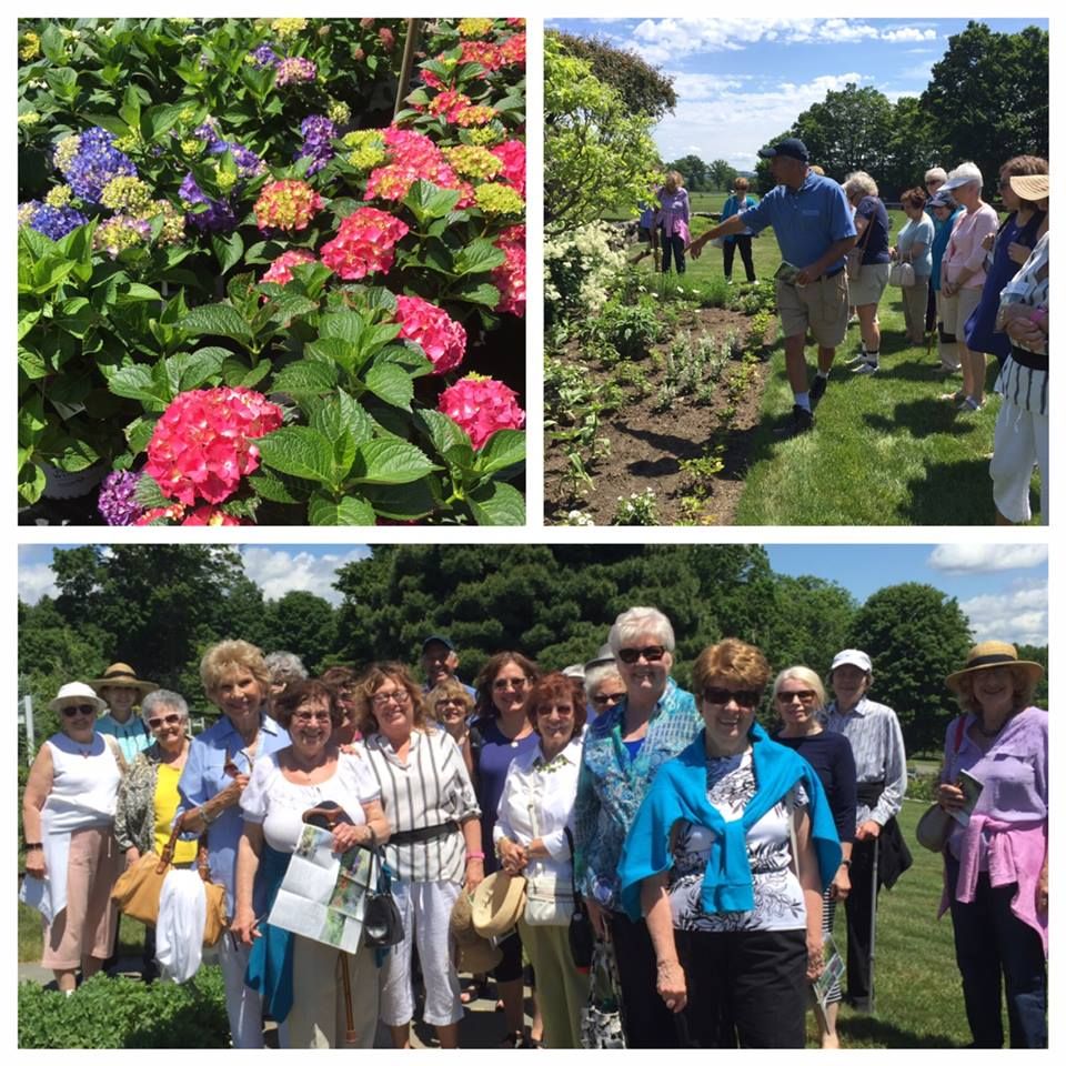A group of people enjoying a sunny day in a garden with colorful hydrangeas.