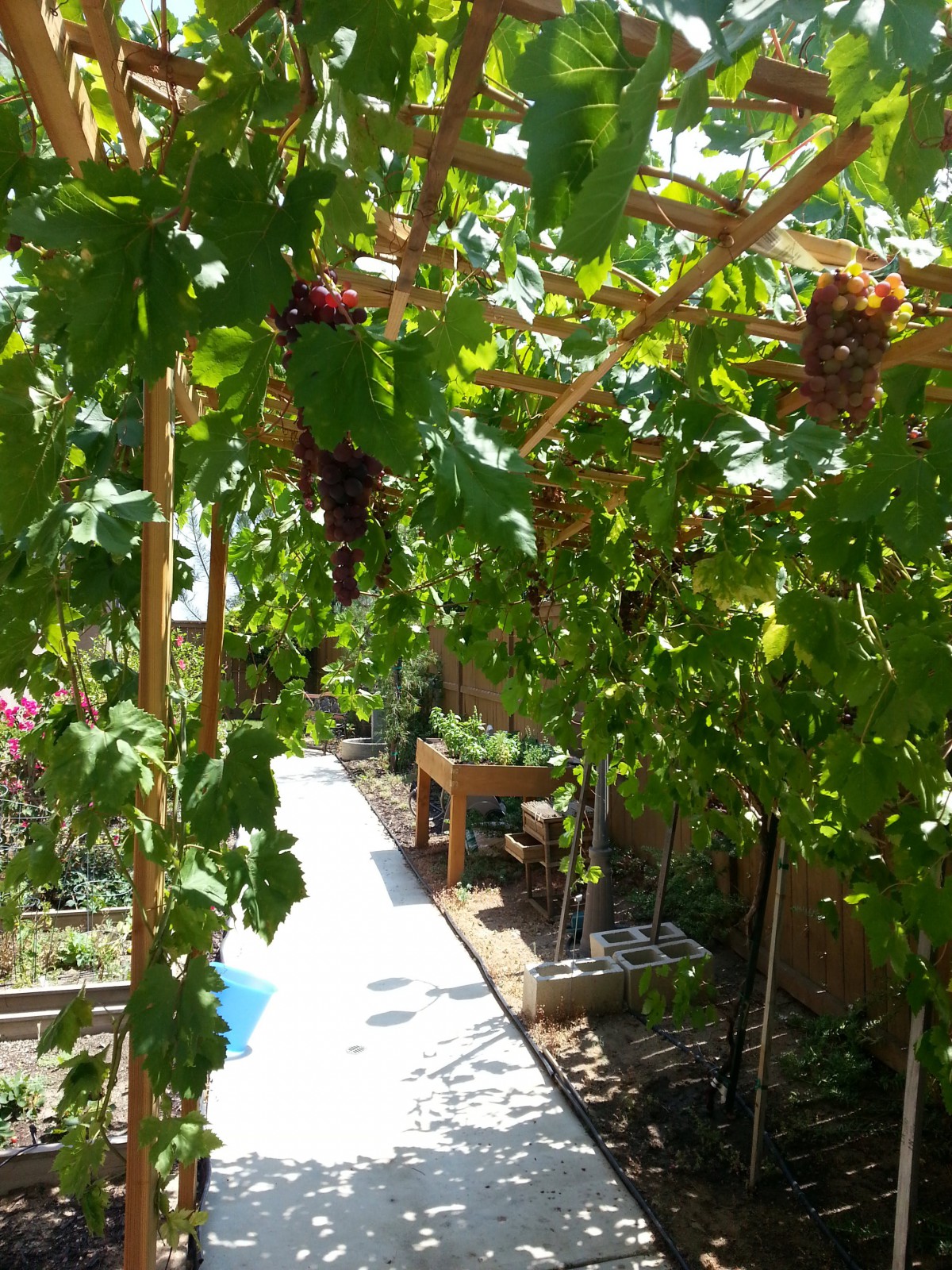 A sunny garden path lined with lush grapevines.