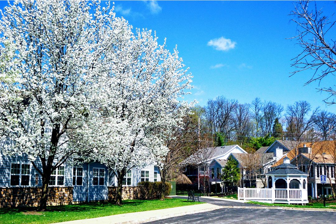A peaceful neighborhood with blooming trees in springtime.