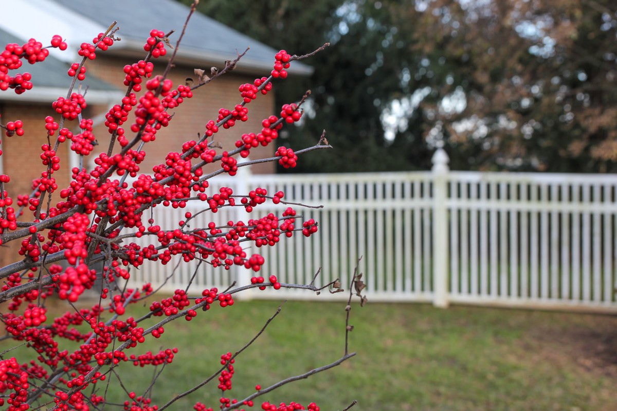 A vibrant bush with red berries stands in front of a white fence.