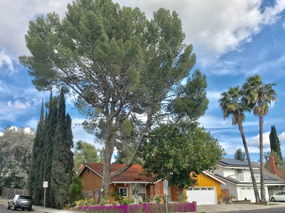 A suburban house surrounded by tall trees under a cloudy sky.