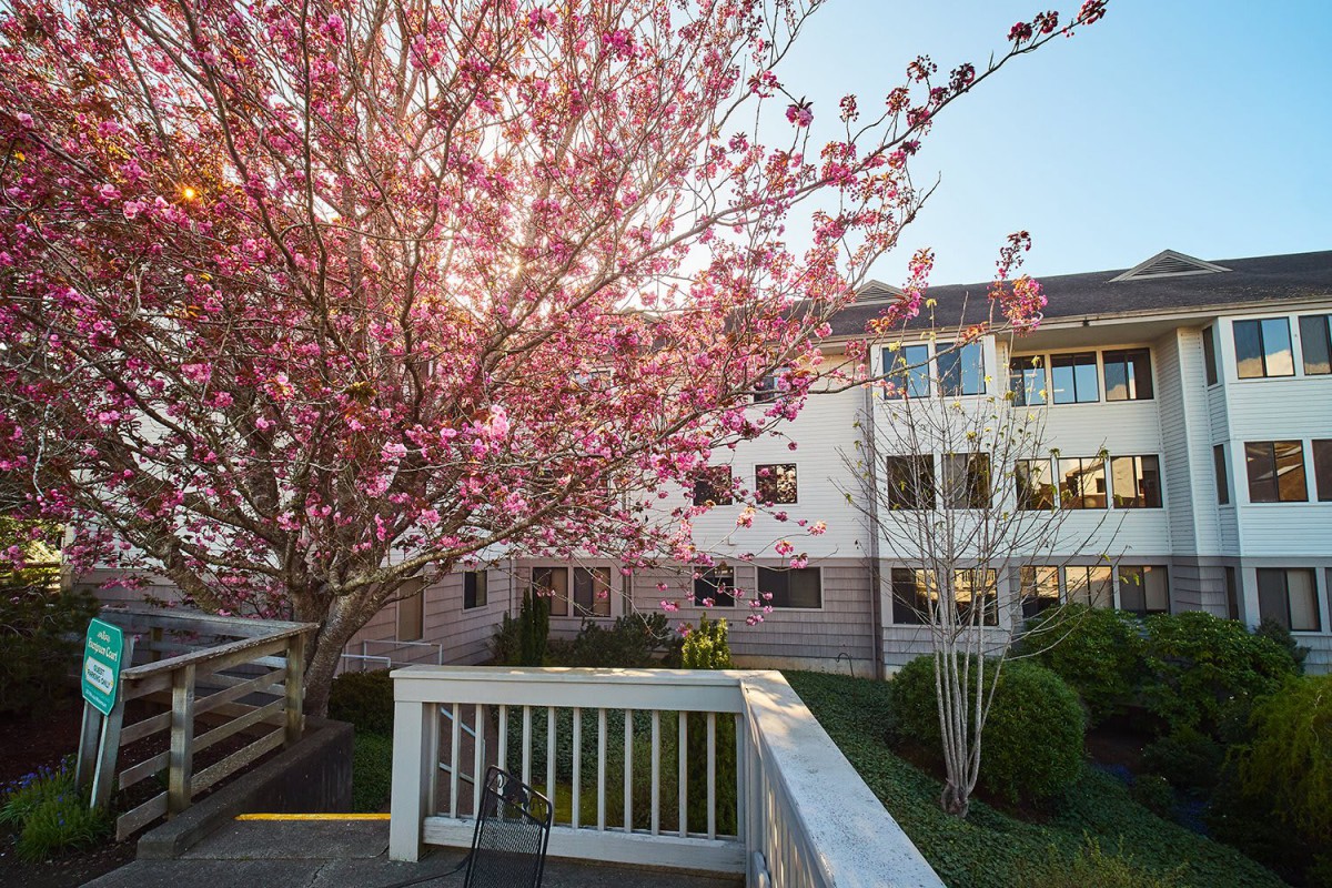 A tree in full bloom with pink blossoms stands beside a building under the clear sky.
