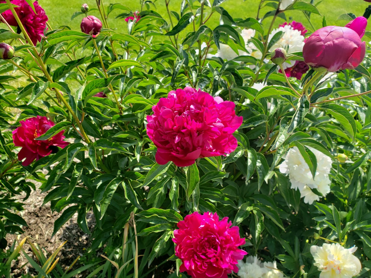 Vibrant pink and white peonies blooming in a garden.