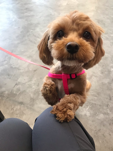 An adorable puppy in a pink harness, looking up with curiosity.