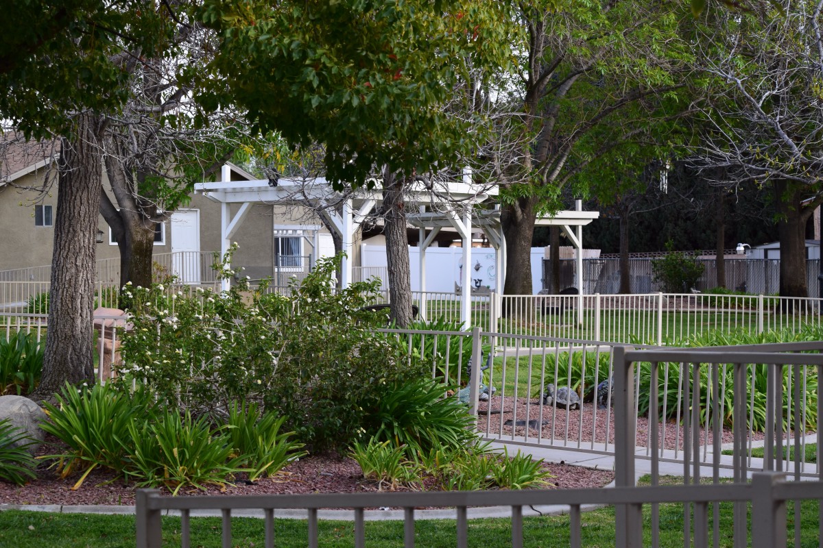 A tranquil garden setting with a white pergola, surrounded by trees and shrubbery, enclosed by a fence.