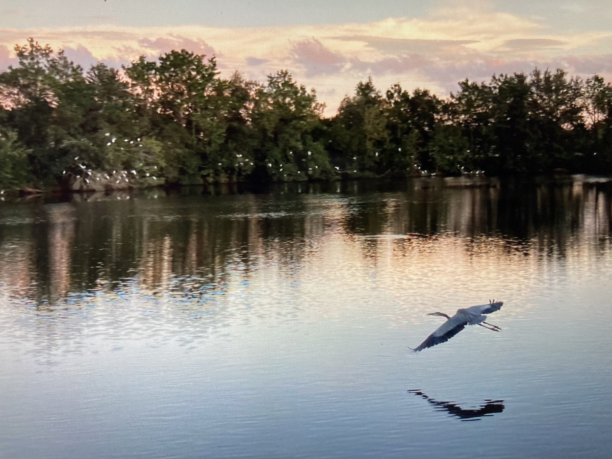 A serene lake at sunset with a bird flying over the water, reflecting the surrounding trees.