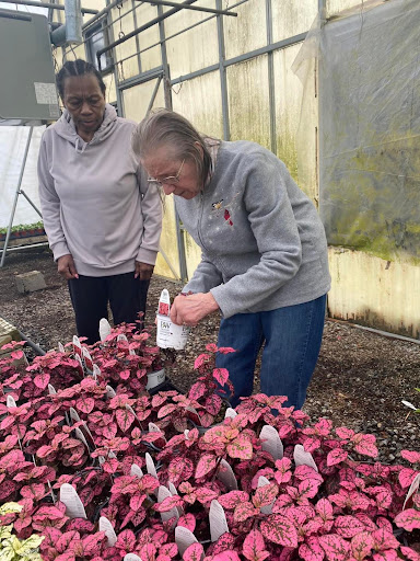 Two individuals working together in a greenhouse, tending to vibrant flowering plants.