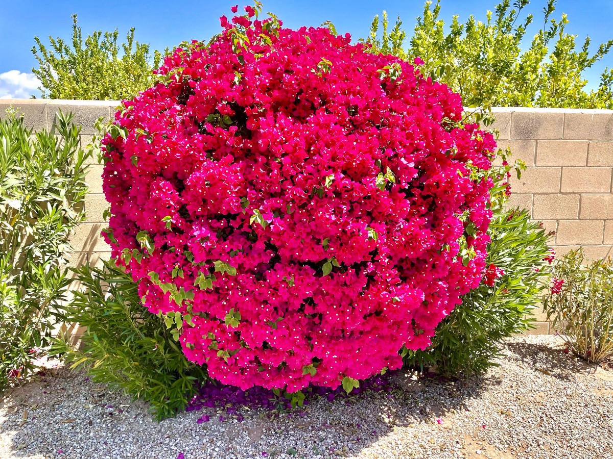 A vibrant pink bougainvillea shrub in full bloom, set against a sunny outdoor backdrop.