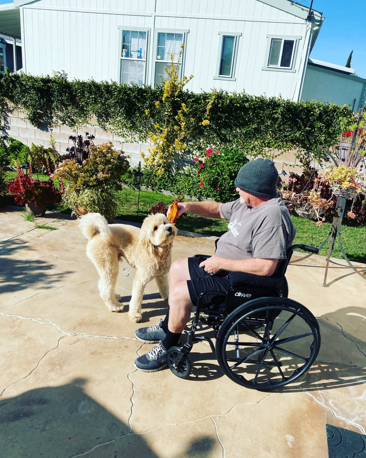 A person in a wheelchair playing with a dog in a sunny garden.