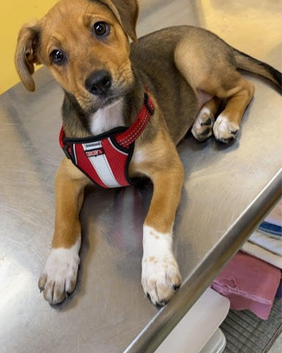 A cute puppy relaxing on a vet examination table.