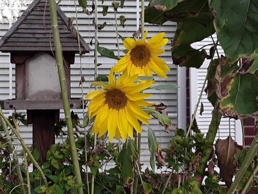 Beautiful sunflowers basking in the garden.