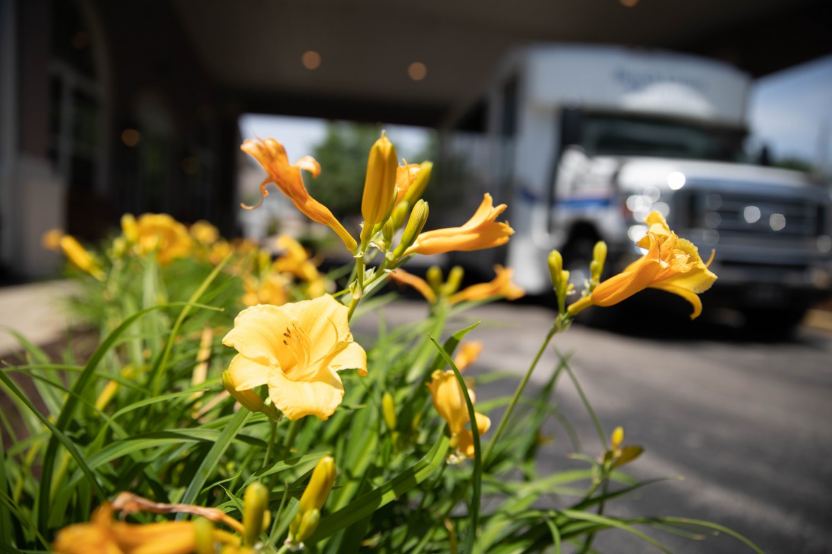 Yellow flowers in focus with a blurred vehicle in the background.