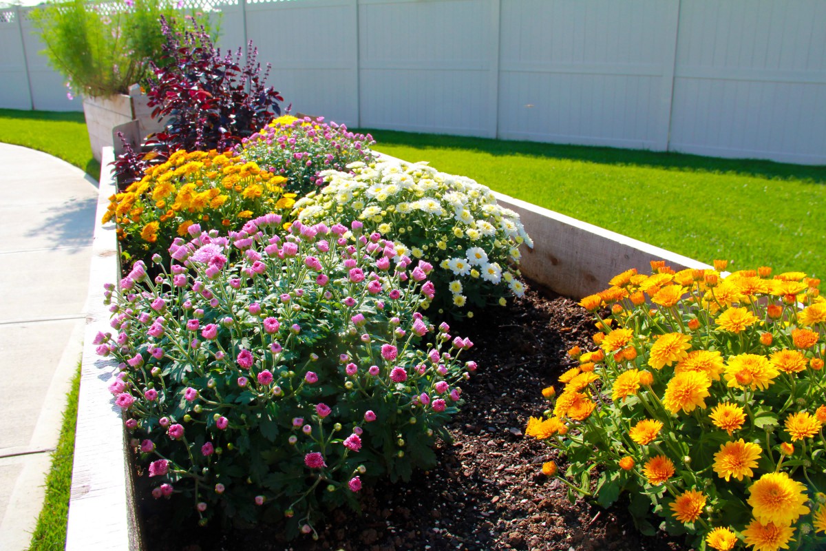 A vibrant garden with a variety of colorful flowers in a neatly arranged flower bed.