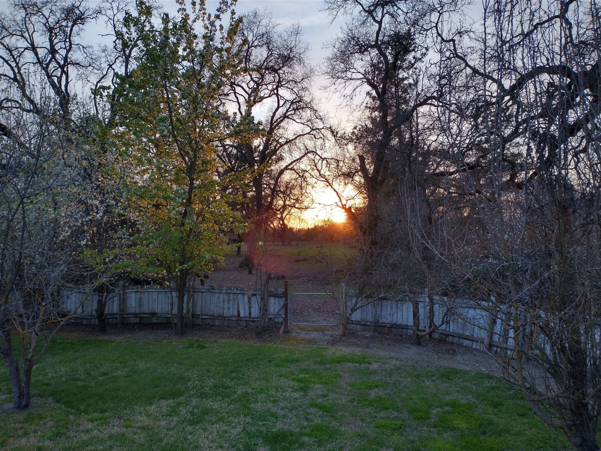 A serene sunset viewed through a backyard with trees and a fence.