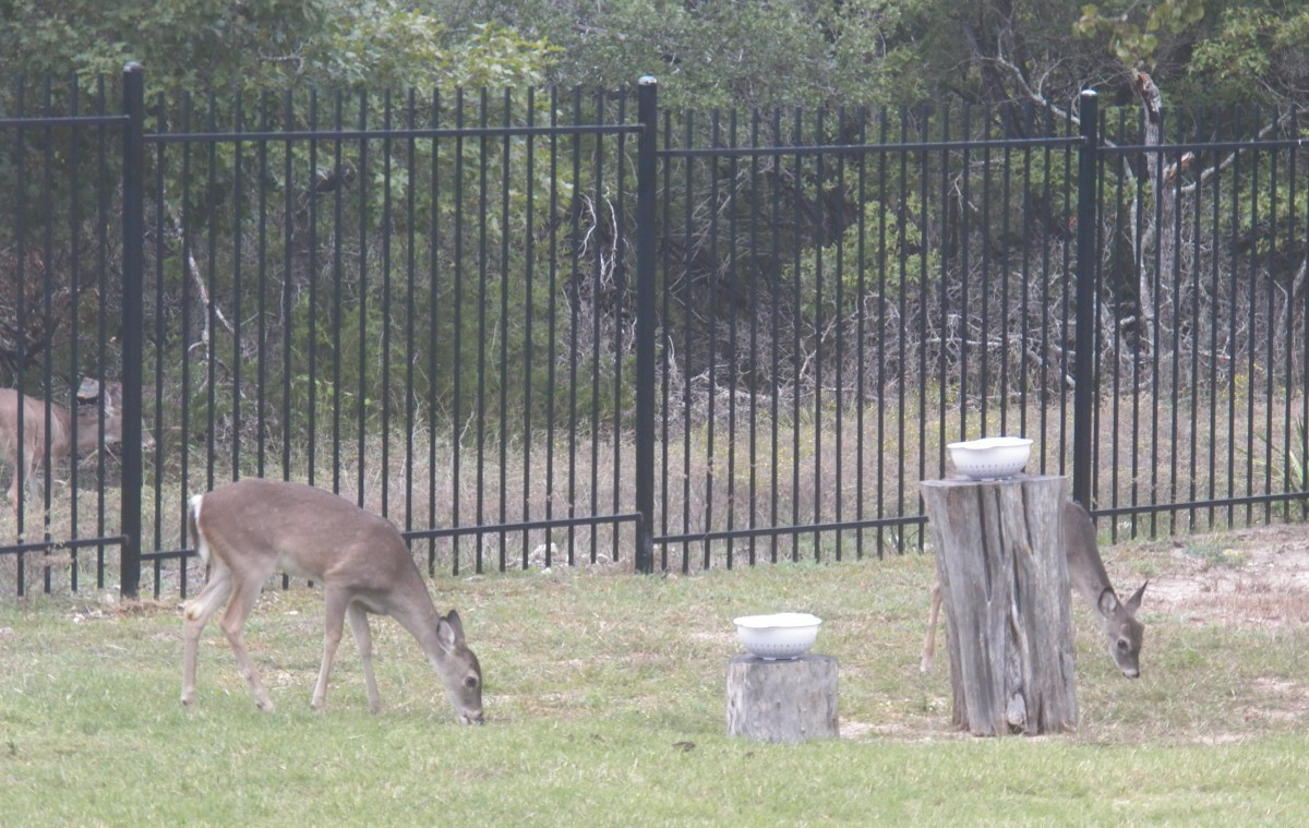 A deer grazing near a fenced area with tree stumps.