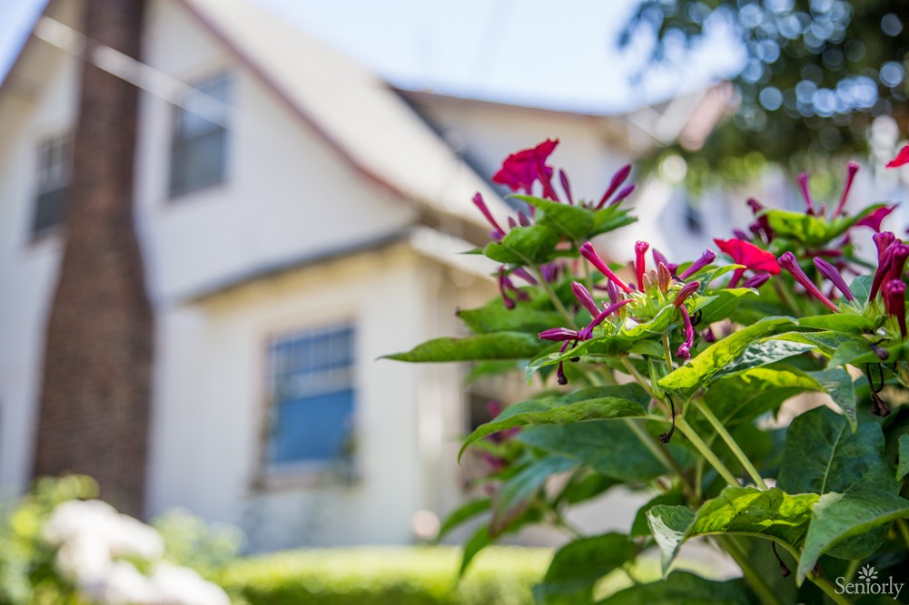 A close-up of vibrant flowers with a house in the background.