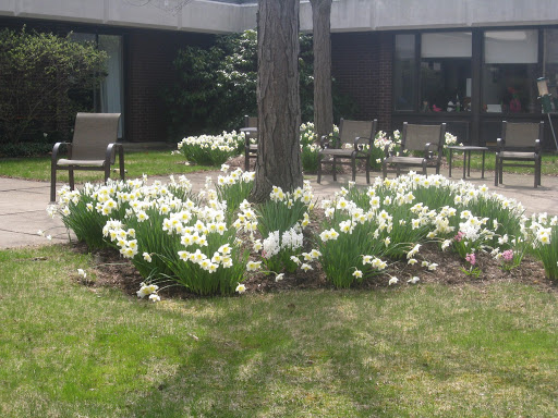 A serene garden filled with blooming white flowers surrounding a tree, offering a peaceful outdoor space.