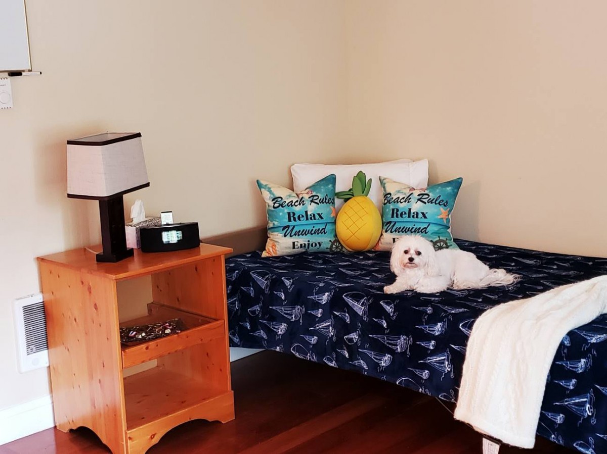 A cozy bedroom setup with a small dog resting on the bed, surrounded by decorative pillows and a wooden nightstand with a lamp.