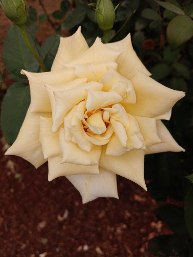 A beautiful yellow rose in full bloom.