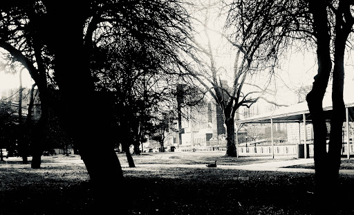 A tranquil park scene captured in black and white, showcasing silhouetted trees against an urban backdrop.