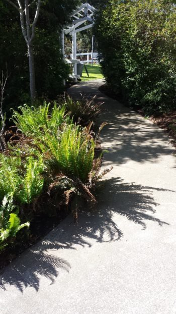 A sunlit garden pathway lined with ferns casting shadows.
