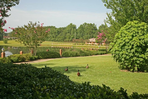 A serene view of a lush green park featuring ducks wandering through the grass.